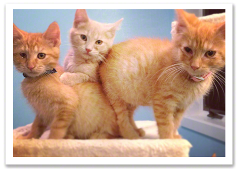 Buttercup with 2 sick kittens R Olson.jpg